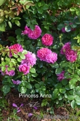 Princess Anne Princess Anne