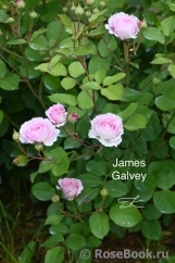 James Galway® James Galway®