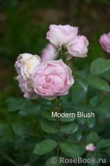 Morden Blush Morden Blush