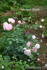 Morden Blush Morden Blush
