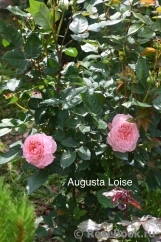 Augusta Luise Augusta Luise