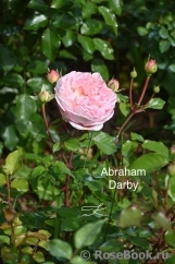 Abraham Darby Abraham Darby