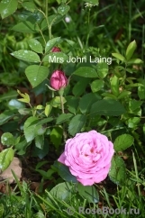 Mrs. John Laing Mrs. John Laing
