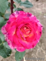 Rosa Le Rosier De La Memoire Rosa Le Rosier De La Memoire