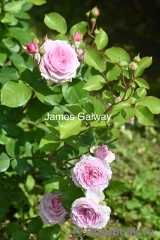 James Galway® James Galway®