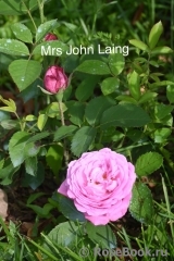 Mrs. John Laing Mrs. John Laing