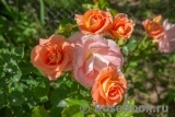 Westerland Westerland