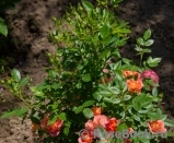 Briosa ® Briosa ®