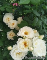 Uetersener Klosterrose Uetersener Klosterrose