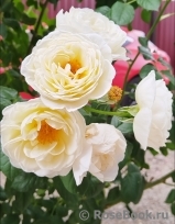 Uetersener Klosterrose Uetersener Klosterrose