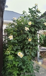 Uetersener Klosterrose Uetersener Klosterrose