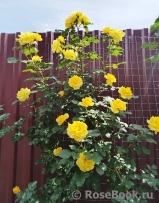 Rimosa Climbing Rimosa Climbing