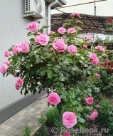 Baronesse Baronesse