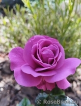 Thank You Rose Thank You Rose