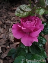Thank You Rose Thank You Rose