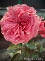 Baronesse Baronesse