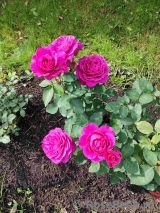 Scent of Woman ® Scent of Woman ®