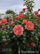 Coral Lions-Rose Coral Lions-Rose