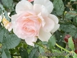 Chandos Beauty Chandos Beauty