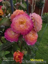Rosa Le Rosier De La Memoire Rosa Le Rosier De La Memoire