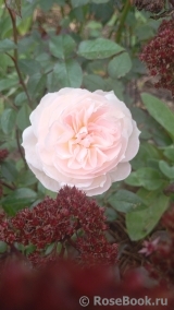 White Fox Rose White Fox Rose