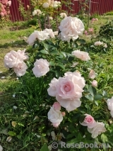 Aspirin Rose Aspirin Rose