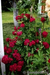 Perennial Domino Perennial Domino