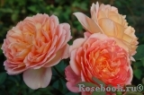 Lady of Shalott Lady of Shalott