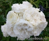 Winter Lodge Winter Lodge