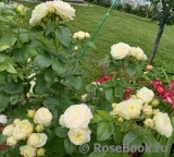 Winter Lodge Winter Lodge