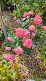 Penelope Lively Penelope Lively