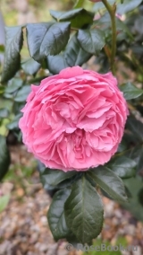 Penelope Lively Penelope Lively