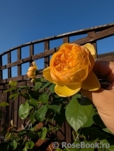 Bring Me Sunshine Bring Me Sunshine