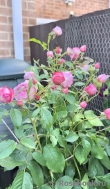 The Mill on the Floss The Mill on the Floss