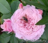 William Christie William Christie