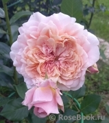 Festival des Jardins de Chaumont Festival des Jardins de Chaumont