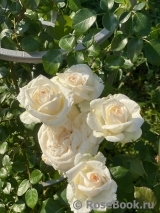 White O'Hara White O'Hara