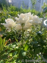 White O'Hara White O'Hara