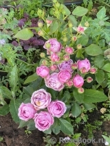 Misty Bubbles Misty Bubbles