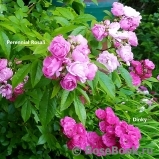 Perennial Rosali ® Perennial Rosali ®
