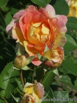 Rose des Cisterciens 