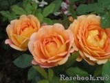 Lady of Shalott Lady of Shalott