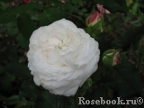 Boule de Neige Boule de Neige
