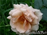 Julia's Rose