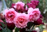 La Rose Bordeaux