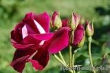Burgundy Ice Burgundy Ice