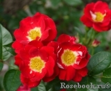 Girlguiding UK Centenary Rose