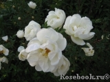 Rose spinosissima