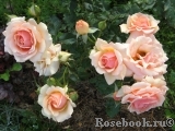 Fragrant Apricot Fragrant Apricot