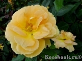 Bernstein-Rose